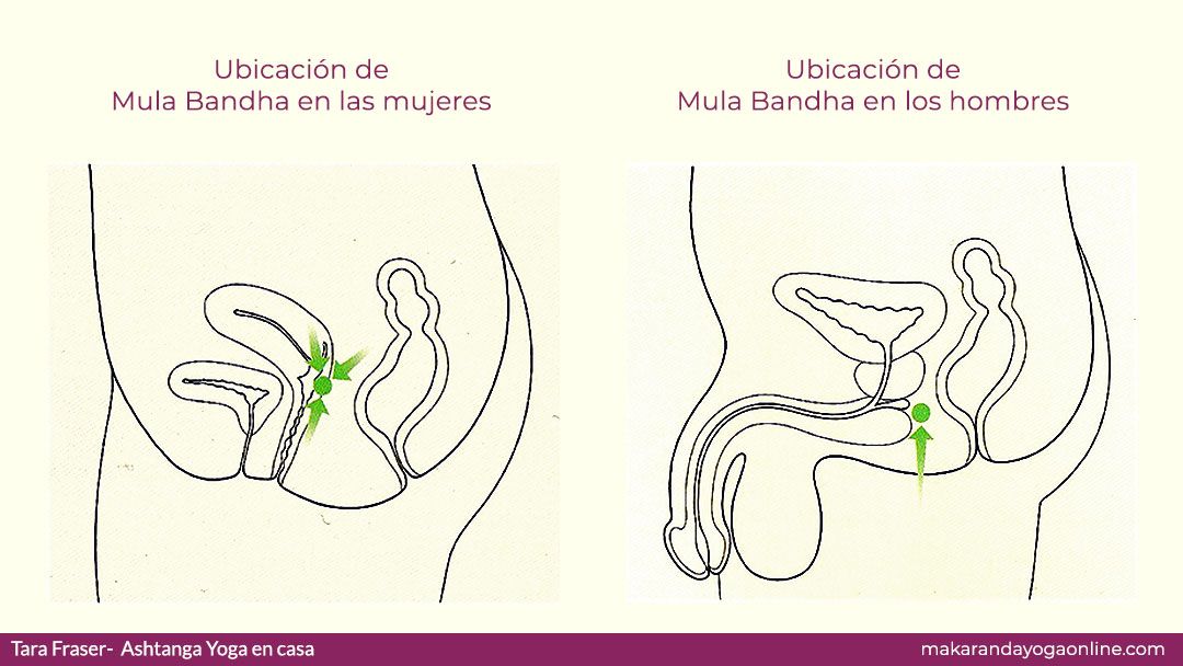 mula-bandha-yoga
