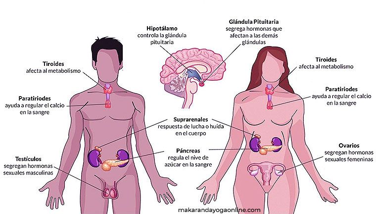 glandulas-endocrinas