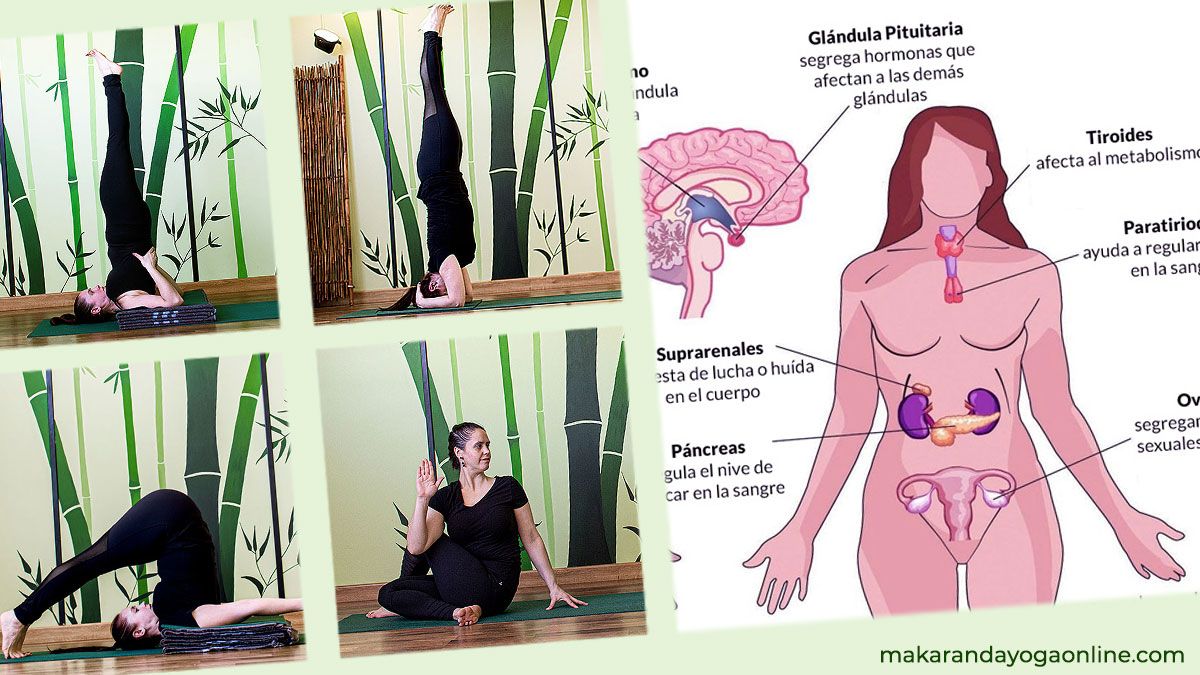 sistema-endocrino-yoga